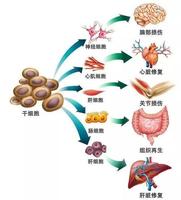 干细胞进化过程